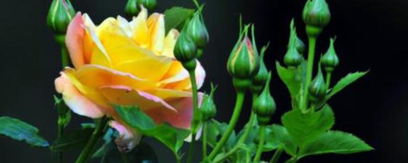 黄玫瑰花语的准确意思 32朵黄玫瑰花语的准确意思