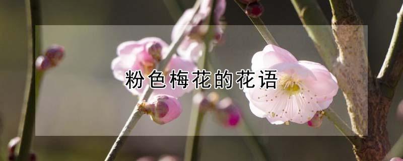 粉色梅花的花语（粉色三角梅花语是什么意思）