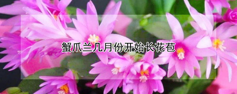 蟹爪兰几月份开始长花苞（4月份蟹爪兰还长花苞正常吗）
