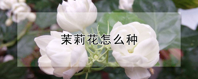 茉莉花怎么种（茉莉花怎么种才能开花）
