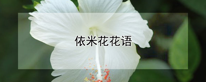 依米花花语 依米花语是什么