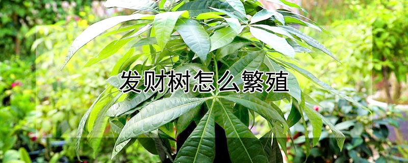 发财树怎么繁殖（发财树怎么繁殖下一代）