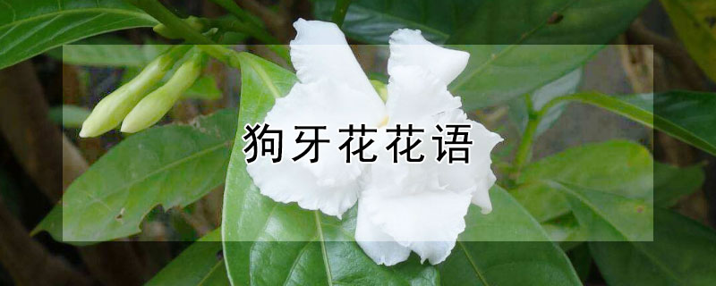 狗牙花花语（狗牙花的花语）