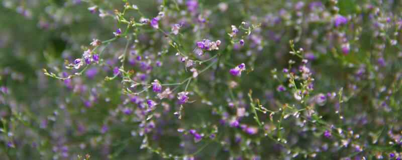 情人草花语 红玫瑰情人草花语