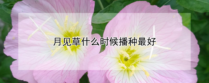 月见草什么时候播种最好（月见草什么时候移栽）