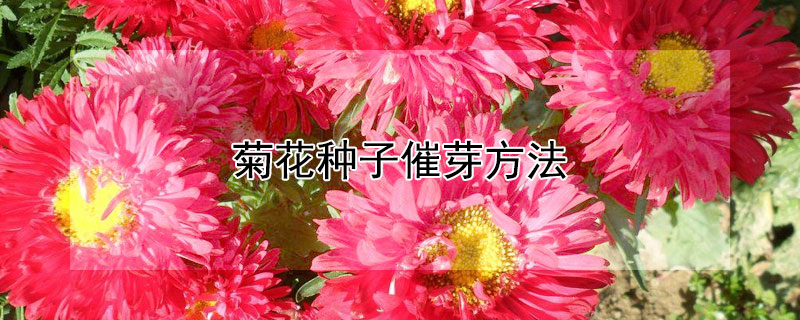 菊花种子催芽方法 菊花菜种子怎么催芽