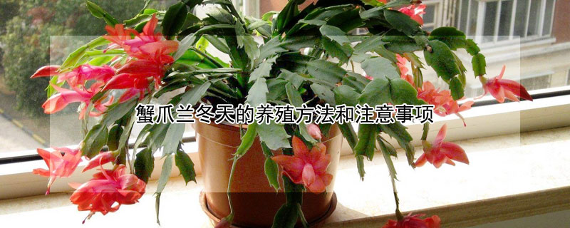 蟹爪兰冬天的养殖方法和注意事项 蟹爪兰在冬季怎么养