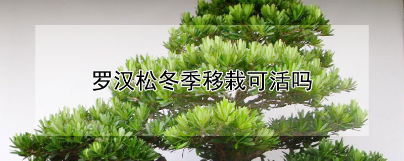 罗汉松冬季移栽可活吗 罗汉松何时移栽好