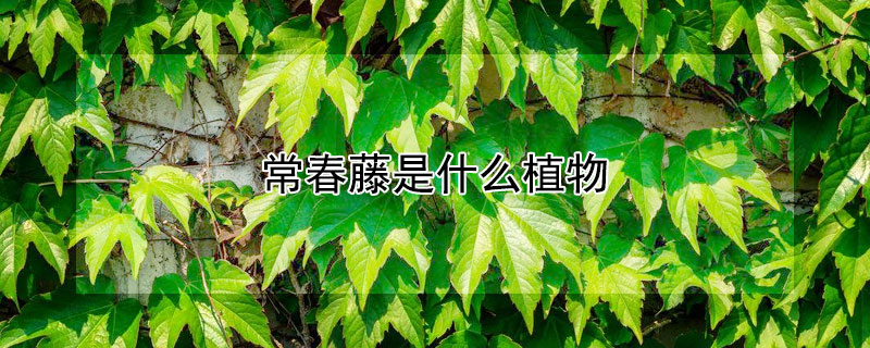 常春藤是什么植物(常春藤是一种什么植物)