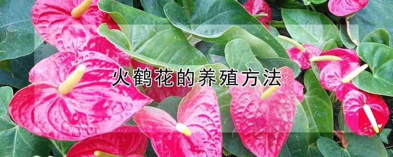 火鹤花的养殖方法（火鹤花的养殖方法视频）
