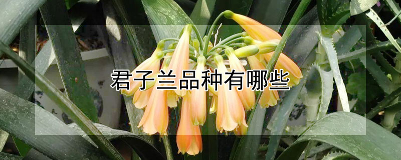 君子兰品种有哪些（君子兰有几个品种）