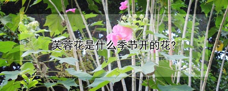芙蓉花是什么季节开的花?(芙蓉花是哪个季节开的)