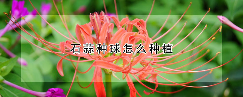 石蒜种球怎么种植(石蒜花种球怎么种)