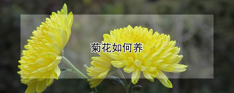 菊花如何养（菊花如何养护花朵大而艳）