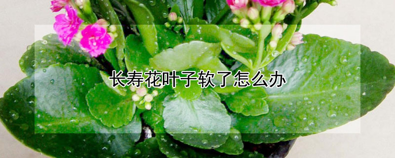长寿花叶子软了怎么办（长寿花叶子全软了怎么办）