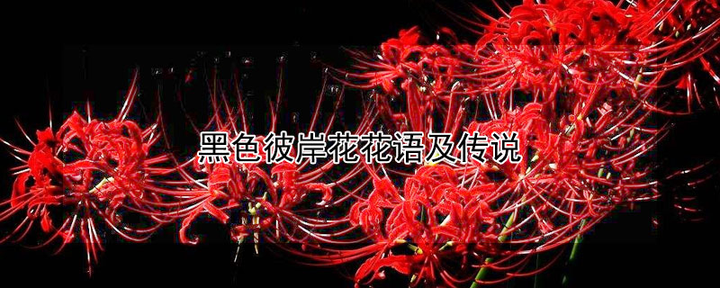 黑色彼岸花花语及传说（彼岸花的传说 黑色）