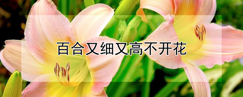 百合又细又高不开花（百合太细了不开花）