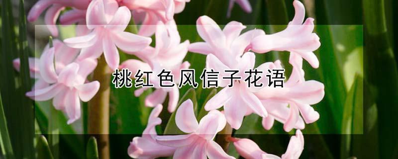 桃红色风信子花语（红色风信子花语是什么）