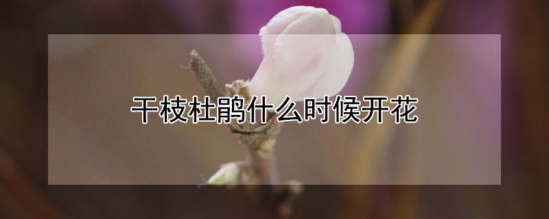 干枝杜鹃什么时候开花 干枝杜鹃花开多久