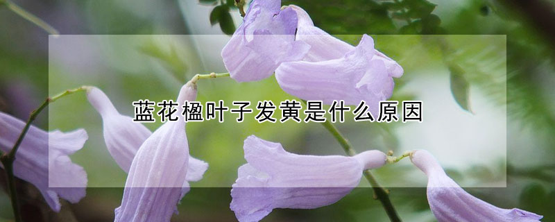 蓝花楹叶子发黄是什么原因（吊兰花叶子发黄是什么原因）