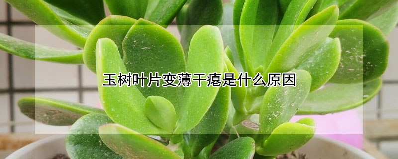 玉树叶片变薄干瘪是什么原因 玉树叶片变薄干瘪了怎么办