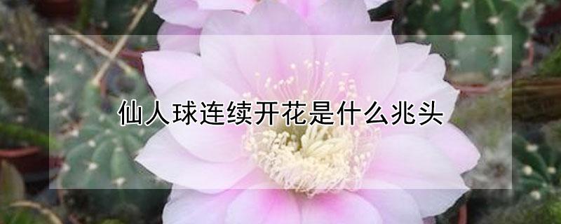 仙人球连续开花是什么兆头（仙人球开花有什么先兆）