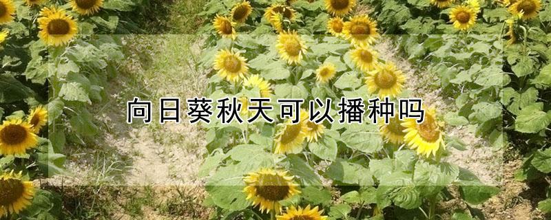 向日葵秋天可以播种吗 向日葵秋冬季节可以种吗