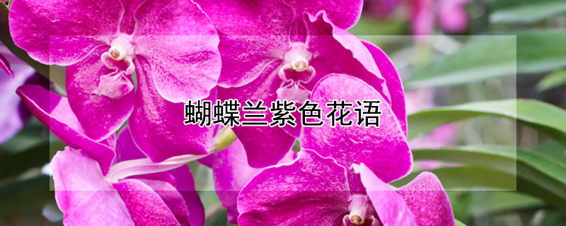 蝴蝶兰紫色花语 淡紫色蝴蝶兰花语