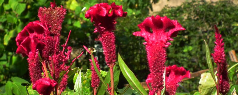鸡冠花花语 鸡冠花花语寓意图片