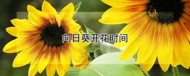 向日葵开花时间（向日葵开花时间是几点左右）
