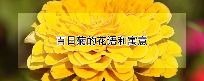 百日菊的花语和寓意 百日菊的花语是什么意思