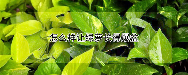 怎么样让绿萝长得爆盆 怎样让绿萝更好的爆盆