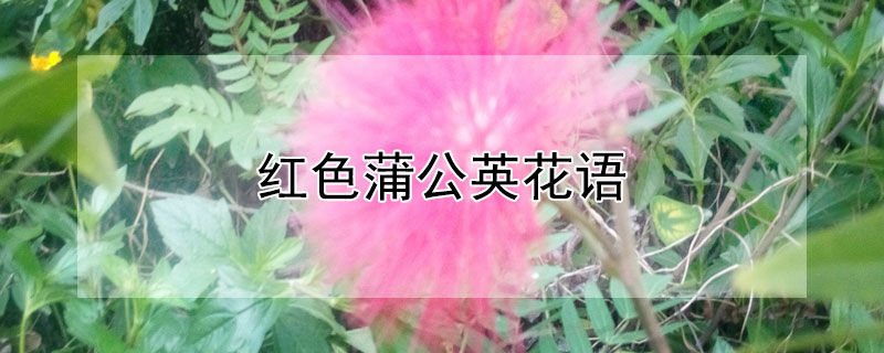 红色蒲公英花语（蓝色蒲公英花语是什么）