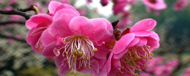 梅花的意思 梅花的意思解释