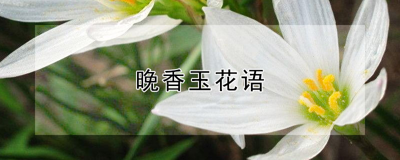 晚香玉花语 晚香玉花语和寓意