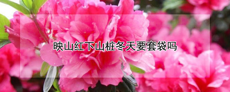 映山红下山桩冬天要套袋吗（下山桩映山红上盆后需要套袋吗）