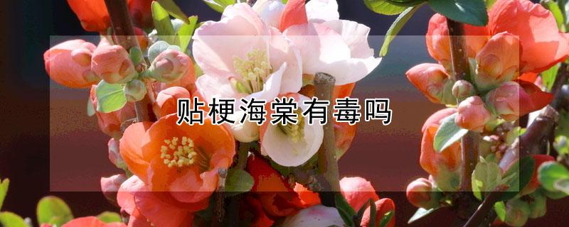 贴梗海棠有毒吗（贴梗海棠花有毒吗）