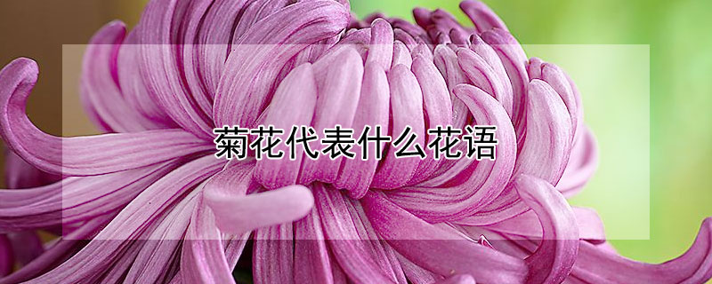 菊花代表什么花语(绿色菊花代表什么花语)