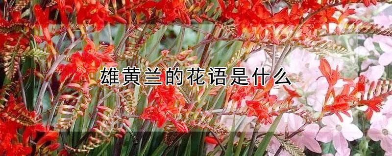 雄黄兰的花语是什么 黄兰花的花语是什么