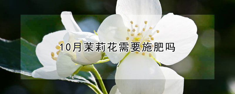 10月茉莉花需要施肥吗（茉莉花几月施肥）