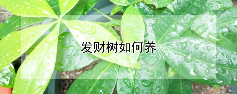 发财树如何养（发财树怎么养才茂盛）