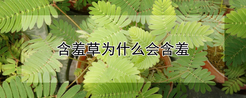 含羞草为什么会含羞 含羞草为什么会含羞的作文400字