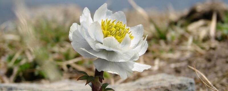 雪莲花花语（雪莲花花语用诗句概括）