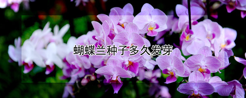 蝴蝶兰种子多久发芽（蝴蝶兰种子发芽后怎么移栽）