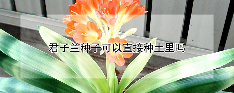 君子兰种子可以直接种土里吗（君子兰的种子怎么栽种）