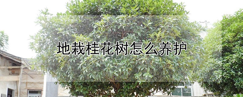 地栽桂花树怎么养护 刚种桂花树怎么养护