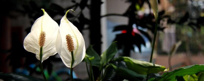 一帆风顺花的寓意（送人一帆风顺花的寓意）