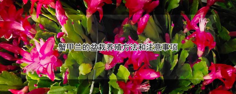 蟹甲兰的盆栽养殖方法和注意事项（蟹甲兰什么时候栽好）