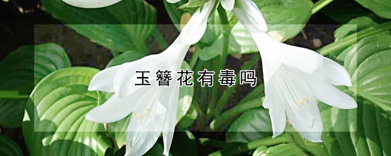 玉簪花有毒吗 玉簪花有毒吗?