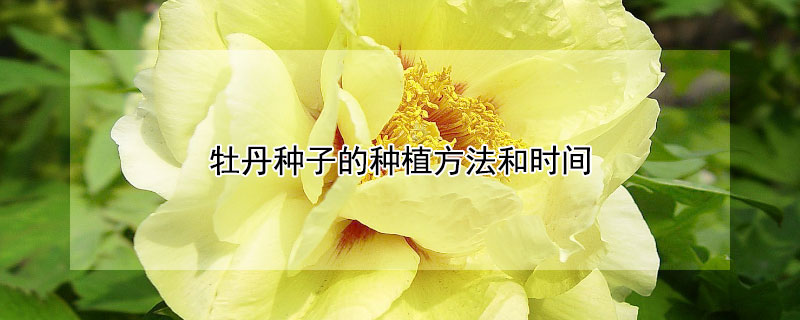 牡丹种子的种植方法和时间 牡丹种子种植方法步骤